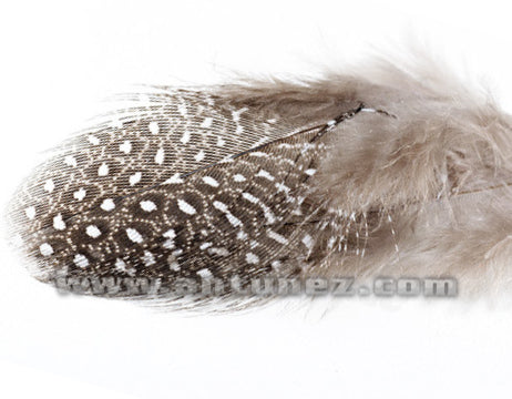 Gallina Guinea
