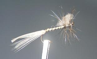 Mosca Seca S20