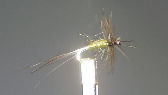 Mosca Seca S56
