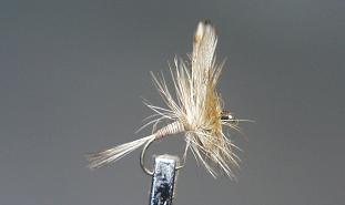 Mosca Seca S61
