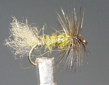 Emergente Rhodani EM31