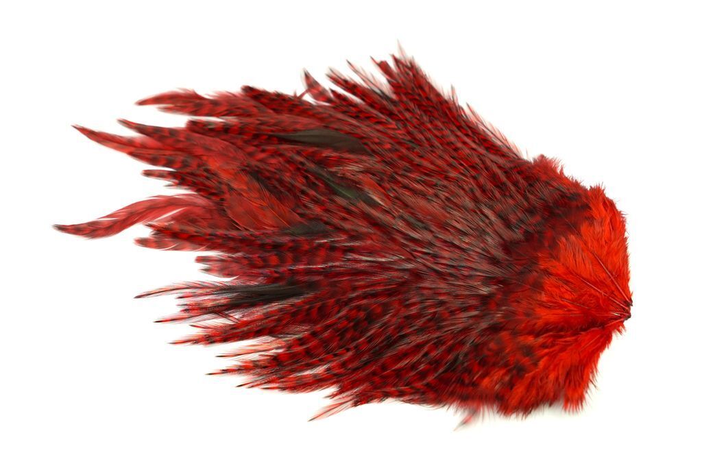 Saddle 4 B's Rooster