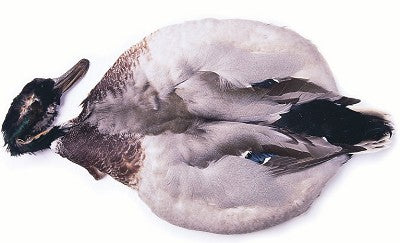Piel completa de Pato / Anas Platyrhynchos