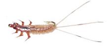 Nadadora Efemerélido Siphlonurus NE55
