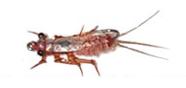 Nadadora Ephemerella Basalis NE57