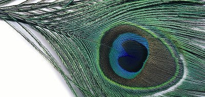 Plumas Pavo Real