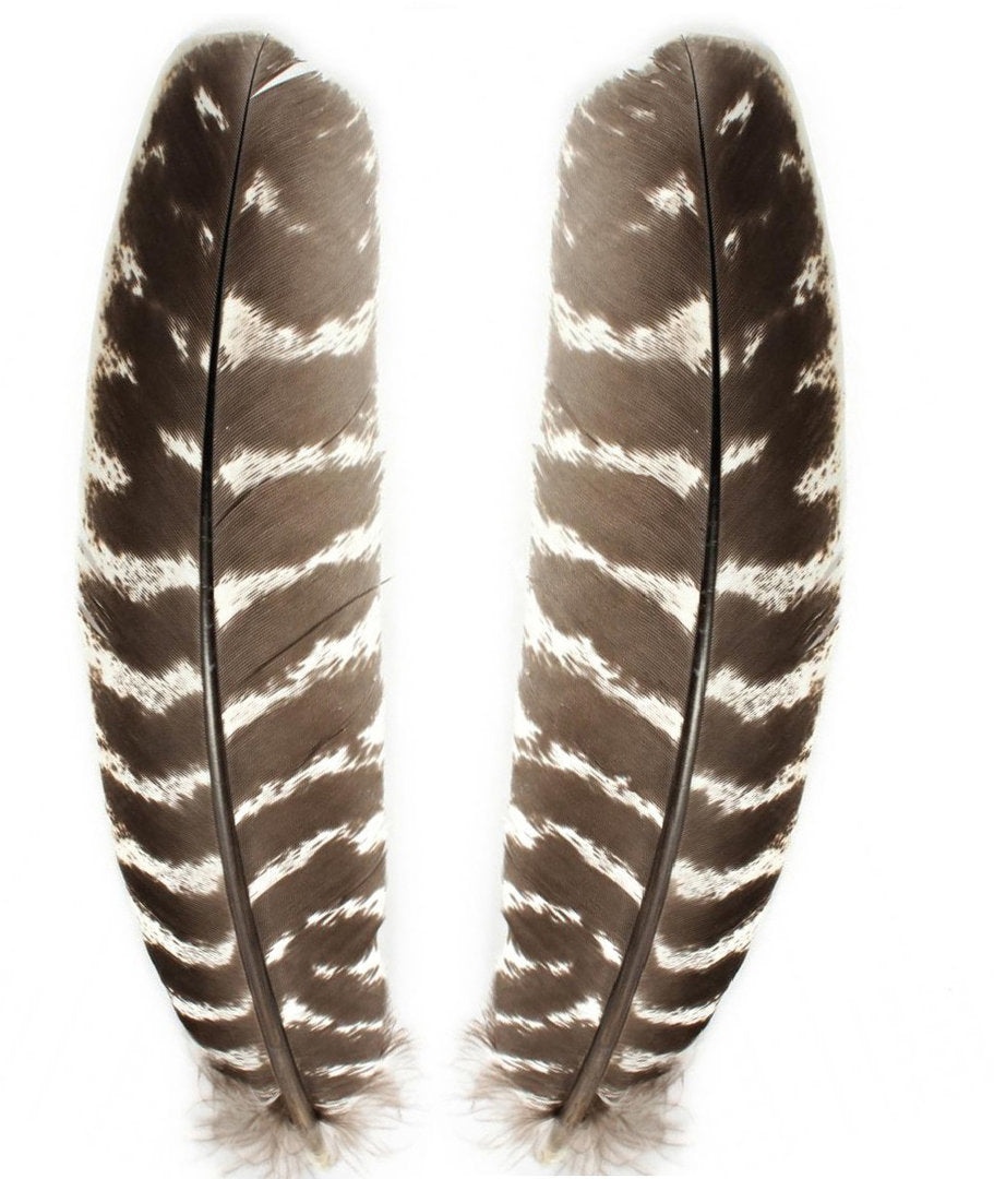 Pluma Ala de Pavo Turkey Broad Wing Quills