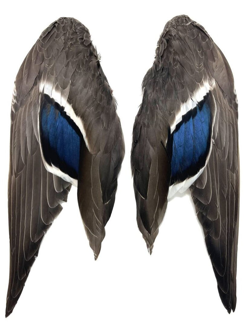 Par de Alas Pato Azulón