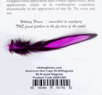 Cuellos Whiting American