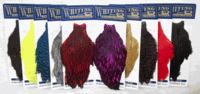 Cuellos Whiting American