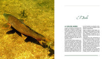 Barbos en la pesca a mosca