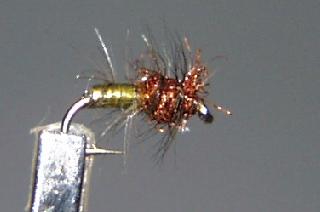 Díptero Chochín D1