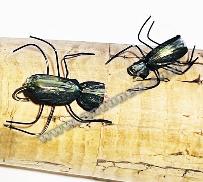 TE36 Escarabajo Foam Realista