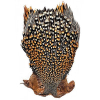 Cuello Gallo de la Jungla