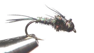 Ninfa N130