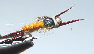 Ninfa N61