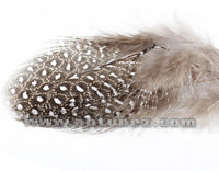 Gallina Guinea