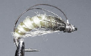 Pupae Trico NE11