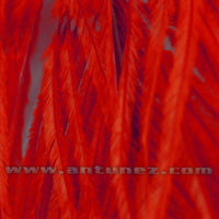 Avestruz Calidad Extra