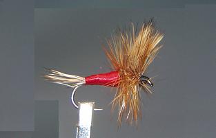 Wulff Roja S1