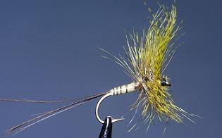 Ecdyonurido S107