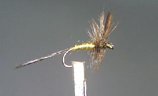 Baetis Rhodani S42