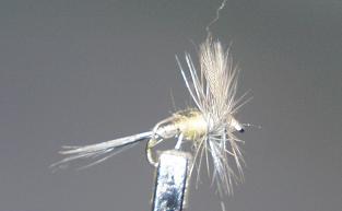 Mosca Seca S63
