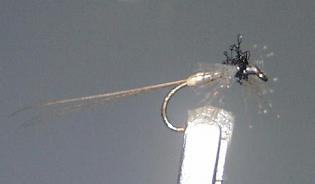 Mosca Seca S84