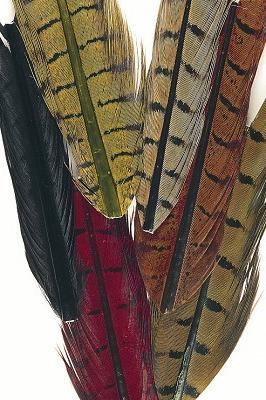 Colas de Faisan Surtidas