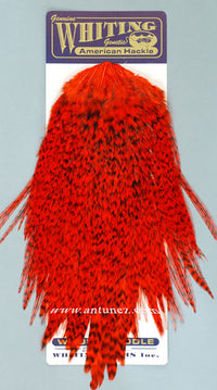 Saddle Whiting American Rooster