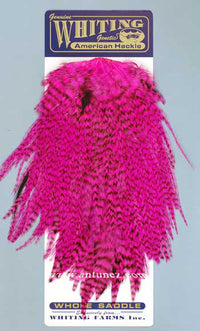 Saddle Whiting American Rooster