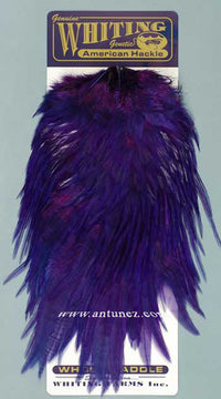 Saddle Whiting American Rooster
