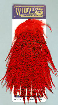Saddle Whiting American Rooster