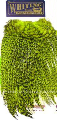 Saddle Whiting American Rooster