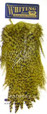 Saddle Whiting American Rooster