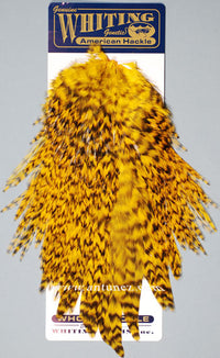 Saddle Whiting American Rooster