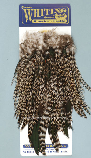 Saddle Whiting American Rooster
