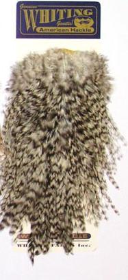 Saddle Whiting American Rooster