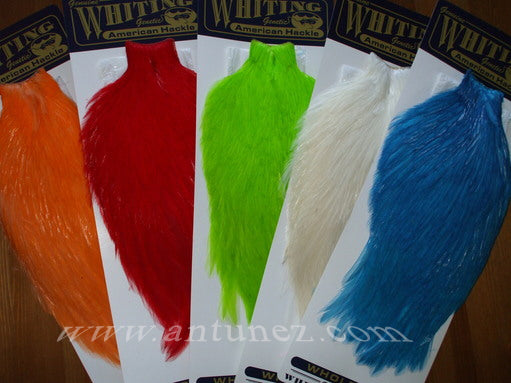 Cuellos Whiting American