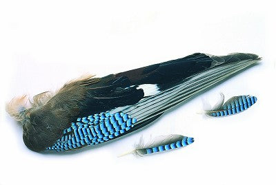 Alas Arrendajo / Garrulus glandariu