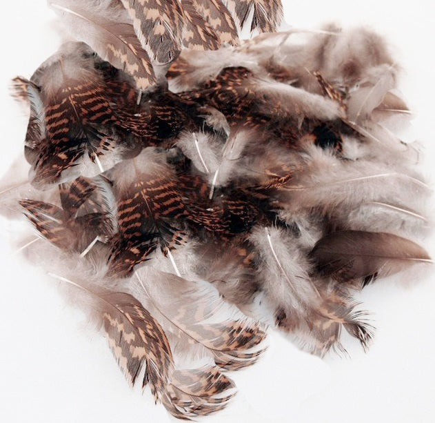 Becada / Scolopax rusticola Body