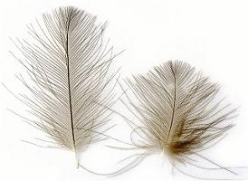 Plumas CDC