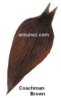 Cuellos Whiting Hebert Bronce