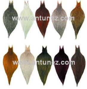Cuellos Whiting Bronce