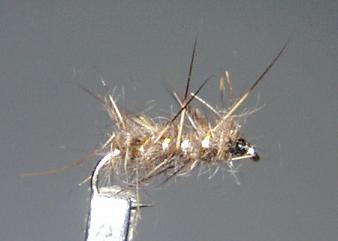 Emergente Oreja de Liebre EM34