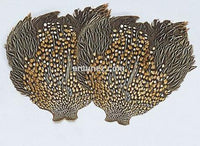 Cuello Gallo de la Jungla