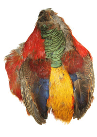 Piel Faisán Dorado