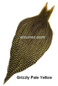 Cuellos Whiting Bronce