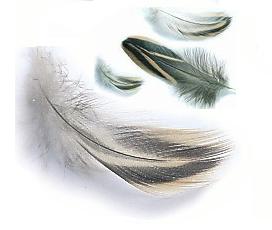 Pato Hembra / Anus platyrhynchos