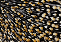 Cuello Gallo de la Jungla
